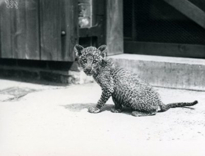 Een baby luipaard in de dierentuin van Londen, juni 1915 door Frederick William Bond